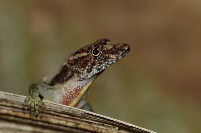 Framed Print : Portrait of an anole (Norops capito) Framed Print : Portrait of an anole (Norops capito)