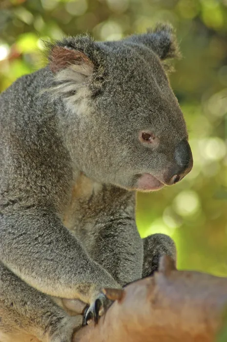 Framed Print : Portrait of Australian koala, Phascolarctos cinereus