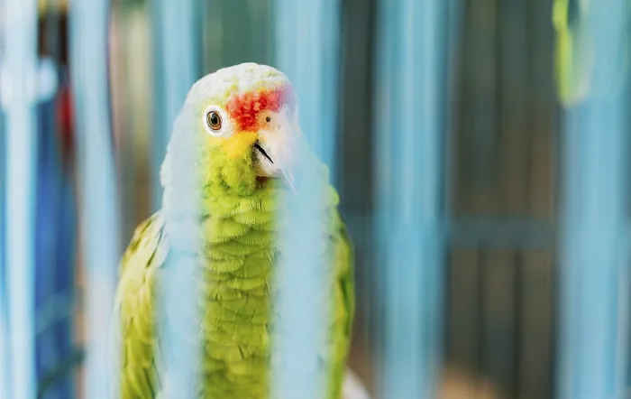 Framed Print : Portrait of Autumnal Amazon Parrot
