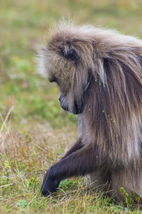Framed Print : Portrait of baboon monkey eating