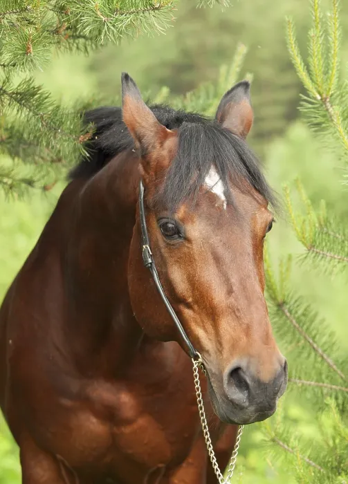 Framed Print : Portrait of beautiful Trakehner stallion in pine forest