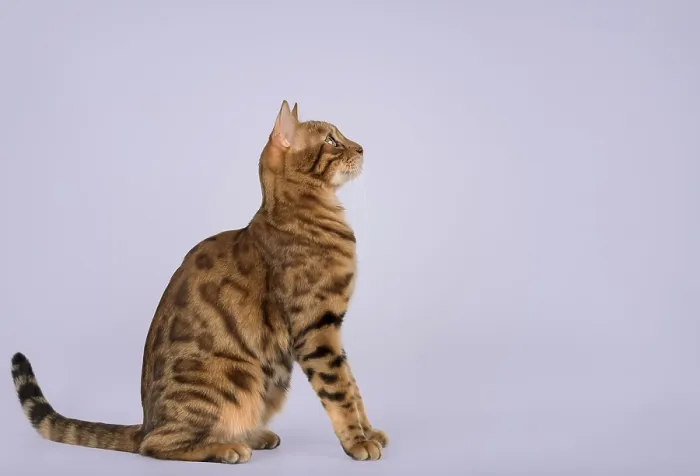 Framed Print : Portrait of a Bengal cat. Side view