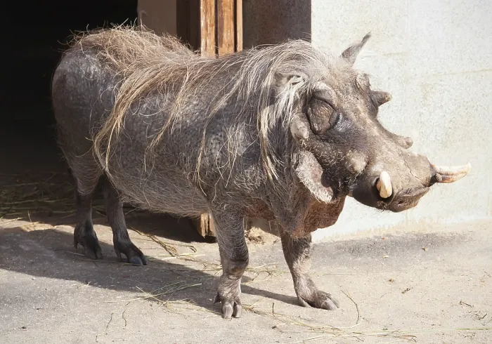 Framed Print : Portrait of big ugly Warthog resting in zoo
