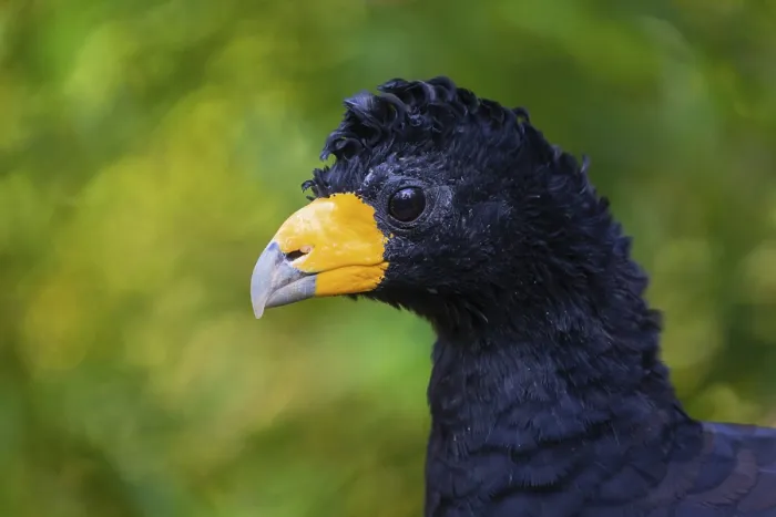 Framed Print : Portrait of a black curassow (Crax alector)
