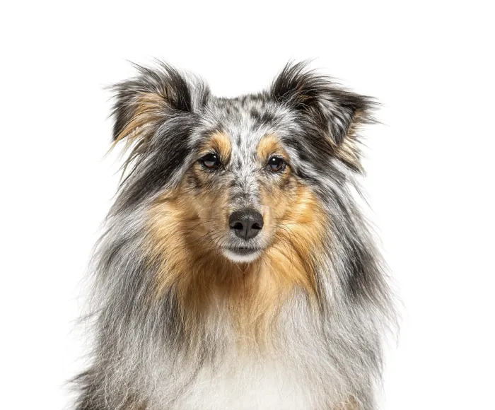 Framed Print : Portrait of a Blue merle Sheltie, isolated Framed Print : Portrait of a Blue merle Sheltie, isolated