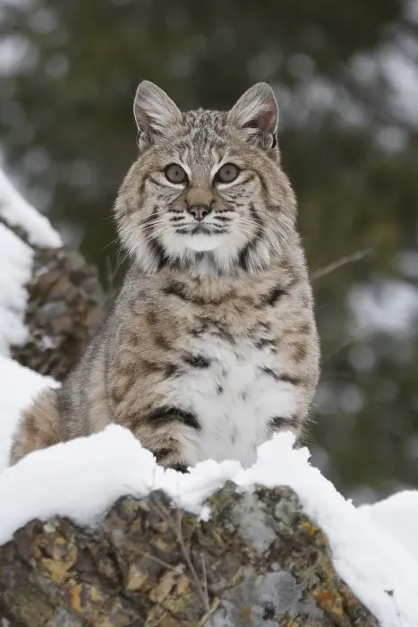 Framed Print : Portrait of a bobcat sitting on a rock