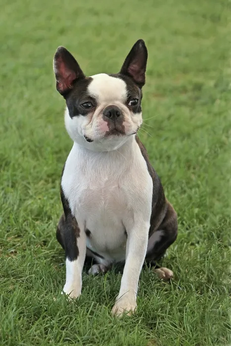 Framed Print : Portrait of Boston Terrier in the public park