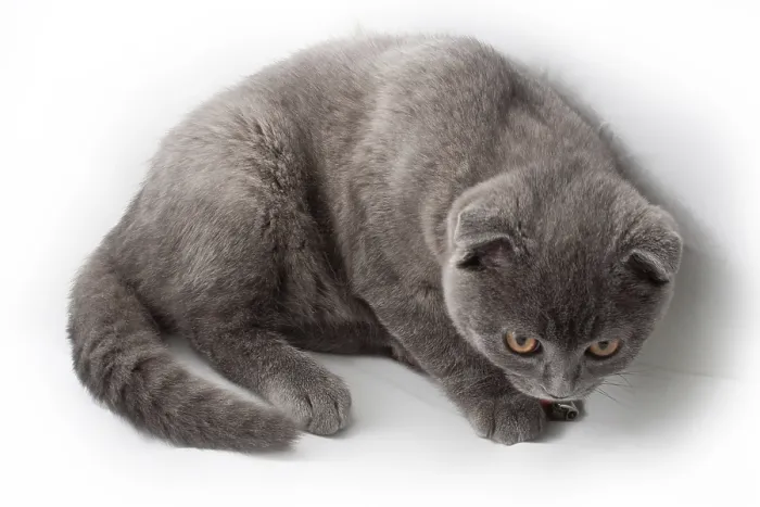 Framed Print : Portrait of British Shorthair cat Framed Print : Portrait of British Shorthair cat