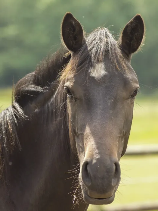 Framed Print : Portrait of brown horse with attentive ears against blurred green background Framed Print : Portrait of brown horse with attentive ears against blurred green background