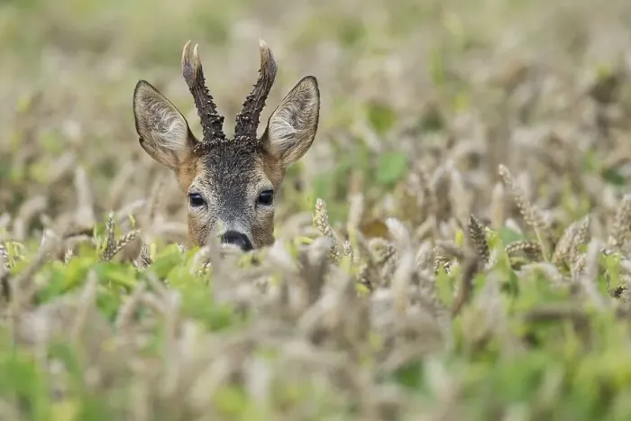 Framed Print : Portrait of a buck (Capreolus capreolus) in a cornfield