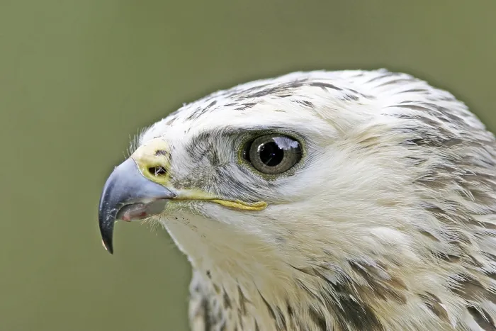 Framed Print : Portrait of a Buzzard (Buteo buteo)