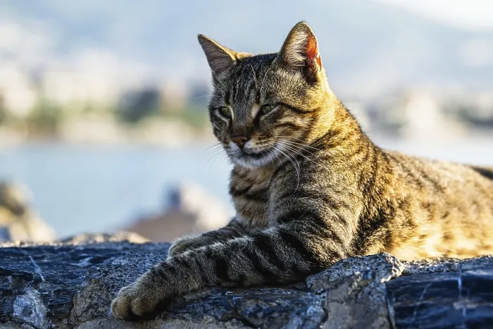 Framed Print : Portrait of a city cat