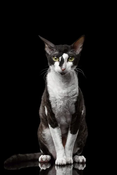 Framed Print : Portrait of Cornish Rex Sits and Looking in Camera Isolated on Black