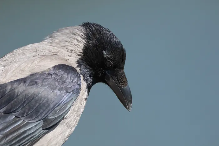 Framed Print : Portrait of a crow on a blue background