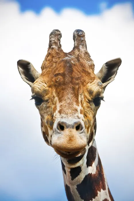 Framed Print : Portrait of cute curious giraffe over blue sky