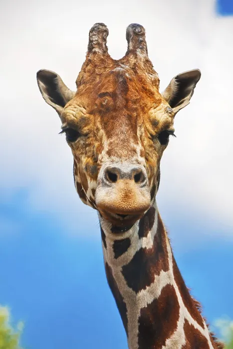Framed Print : Portrait of cute curious giraffe over blue sky