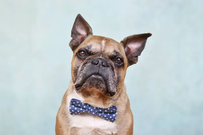 Framed Print : Portrait of cute fawn French Bulldog dog with blue bow tie in front of pastel blue studio background Framed Print : Portrait of cute fawn French Bulldog dog with blue bow tie in front of pastel blue studio background