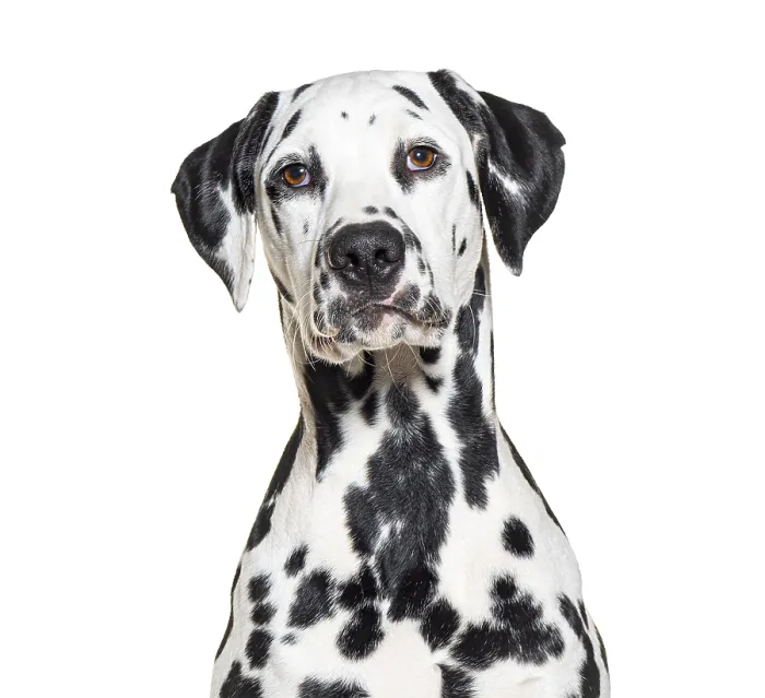 Framed Print : Portrait of a Dalmatian dog, isolated on white