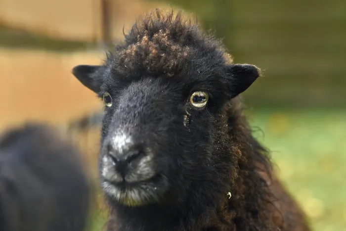Framed Print : Portrait of dark Ouessant sheep