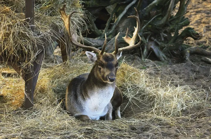 Framed Print : Portrait Of Deer Lying On The Ground