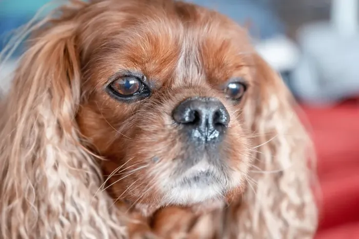 Framed Print : Portrait of a dog of the breed Cavalier King Charles Spaniel in the Ruby pattern Framed Print : Portrait of a dog of the breed Cavalier King Charles Spaniel in the Ruby pattern
