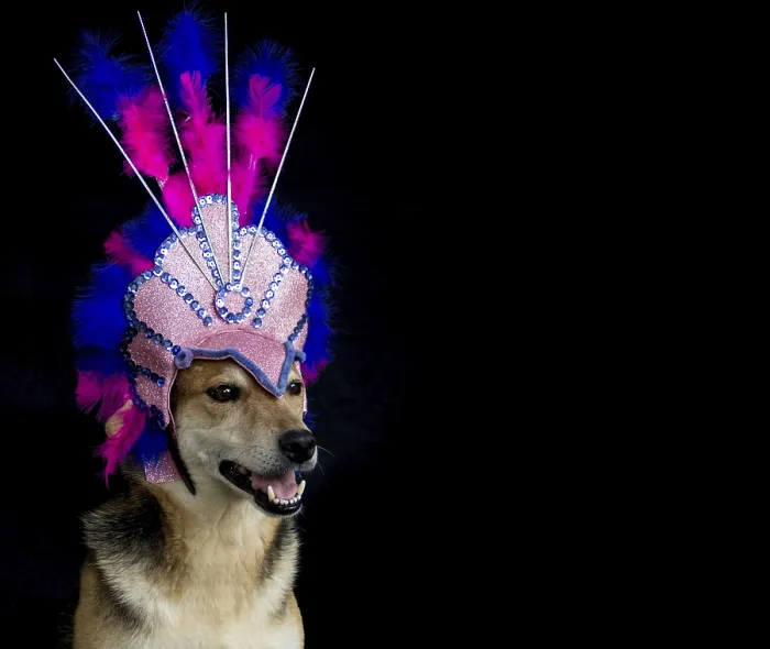 Framed Print : Portrait of a dog dressed for carnival