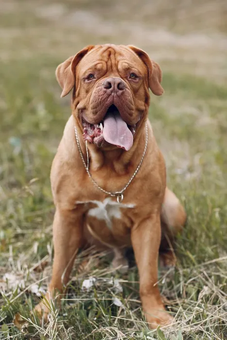 Framed Print : Portrait Dogue de Bordeaux. Dog French Mastiff pet Framed Print : Portrait Dogue de Bordeaux. Dog French Mastiff pet