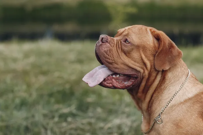 Framed Print : Portrait Dogue de Bordeaux. Purebred French Mastiff dog