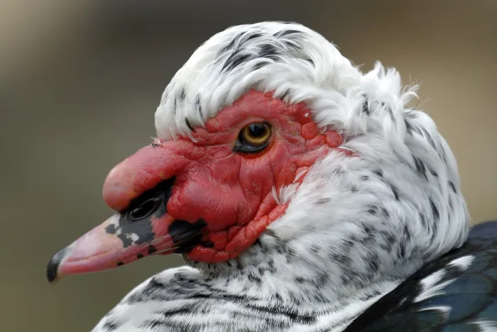 Framed Print : Portrait of a domesticated Muscovy Duck (Cairina moschata) Framed Print : Portrait of a domesticated Muscovy Duck (Cairina moschata)