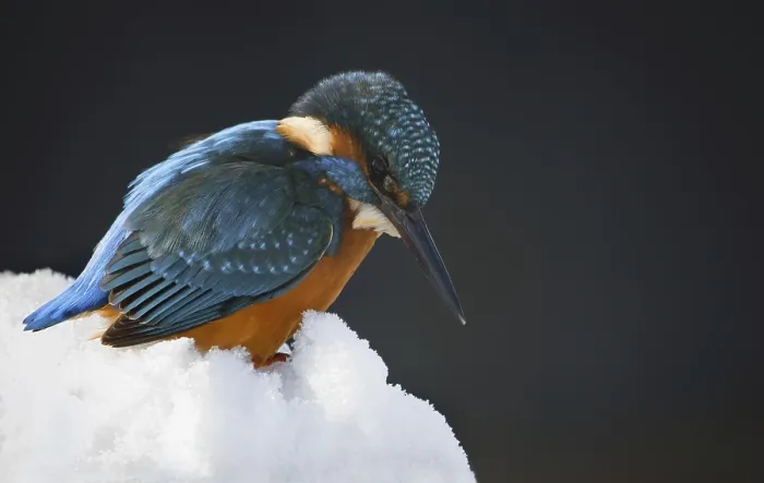 Framed Print : Portrait of Eurasian, Common Kingfisher (Alcedo atthis) perched in the snow in winter