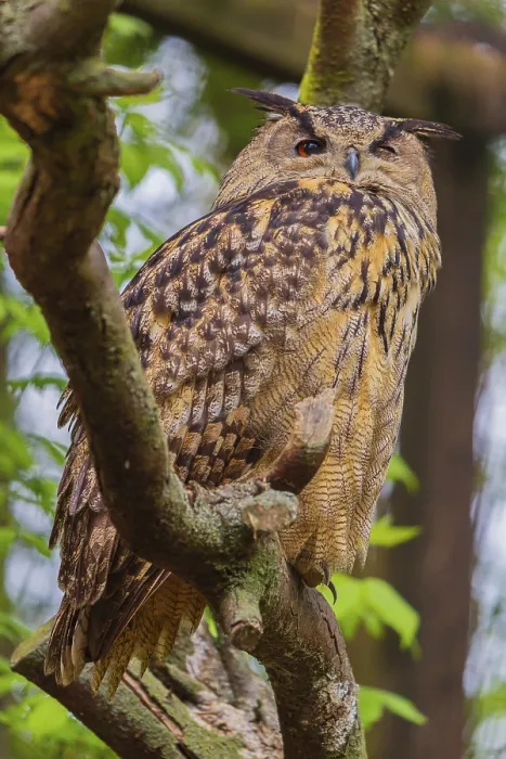 Framed Print : Portrait of an Eurasian Eagle Owl
