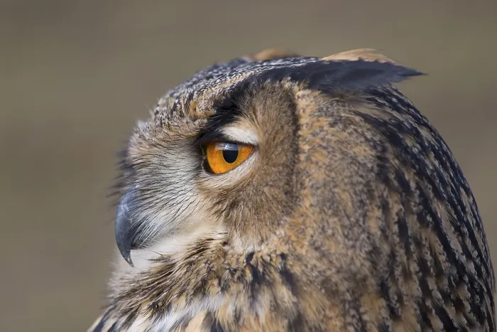 Framed Print : Portrait of an Eurasian Eagle Owl, Bubo bubo
