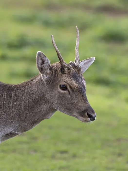 Framed Print : Portrait of a fallow deer, North Rhine-Westphalia