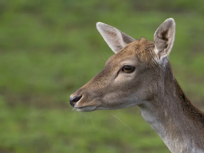 Framed Print : Portrait of a fallow deer, North Rhine-Westphalia