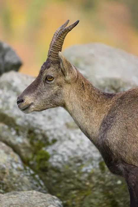 Framed Print : Portrait of a female ibex (Capra ibex) standing on a rock