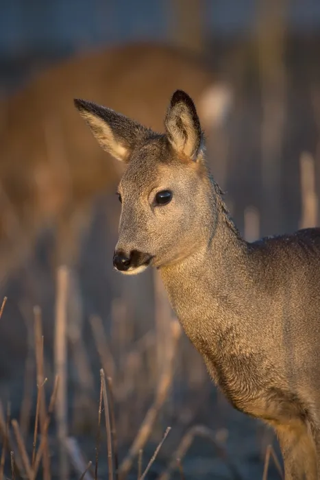 Framed Print : Portrait of a female Roe Deer, Roe deer doe (Capreolus capreolus) in first morning light