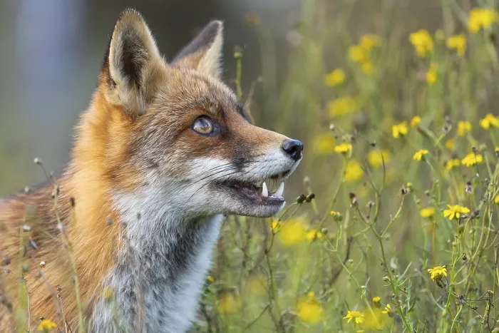 Framed Print : Portrait of a fox (Vulpes vulpes)
