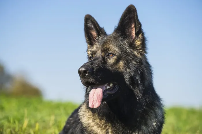 Framed Print : Portrait of a German shepherd dog