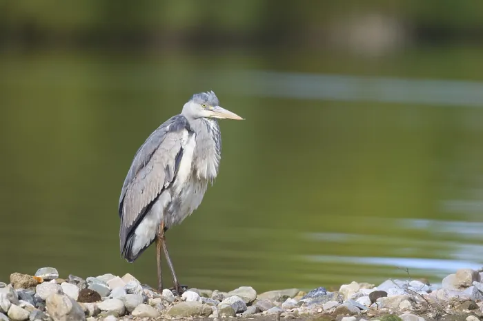 Framed Print : Portrait of great blue heron near water Framed Print : Portrait of great blue heron near water