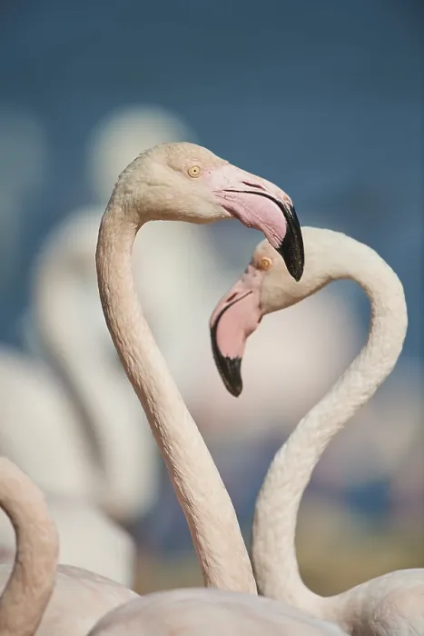 Framed Print : Portrait of a Greater flamingo (Phoenicopterus roseus) in the sea