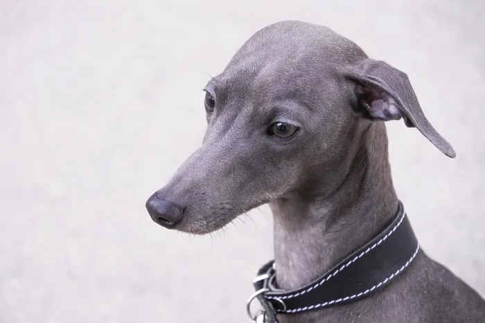 Framed Print : Portrait of grey Italian greyhound dog, copy space Framed Print : Portrait of grey Italian greyhound dog, copy space