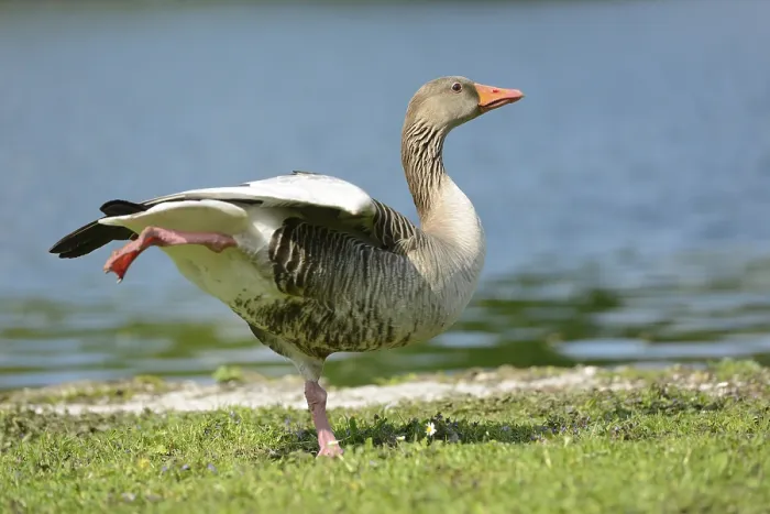 Framed Print : Portrait of a Greylag Goose (Anser anser) on a meadow in spring