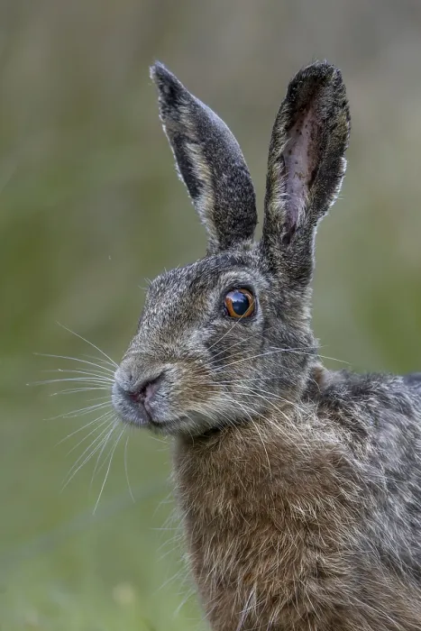Framed Print : Portrait of a hare (Lepus europaeus) looking surprised
