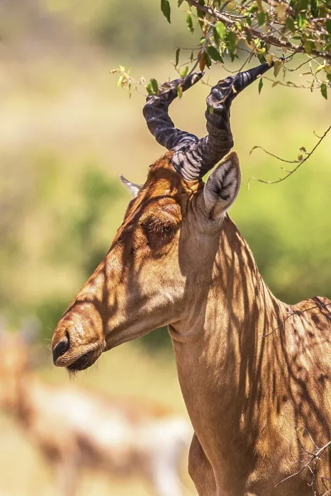 Framed Print : Portrait at an Hartebeest (Alcelaphus buselaphus) with big horns in Africa