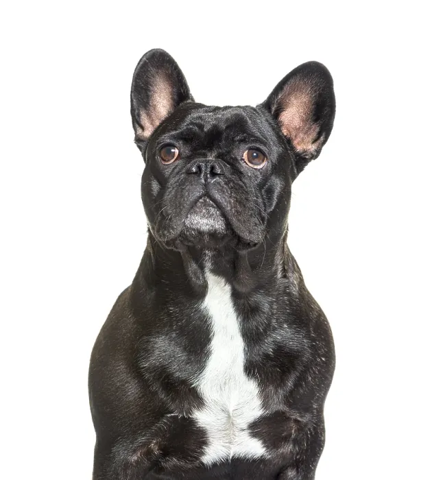 Framed Print : Portrait, head shot of a French Bulldog looking up Framed Print : Portrait, head shot of a French Bulldog looking up