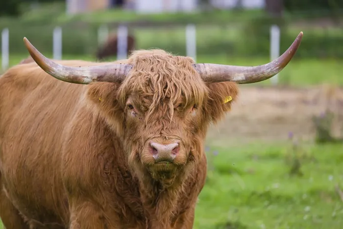 Framed Print : Portrait of a Highland bull (Bos primigenius taurus)