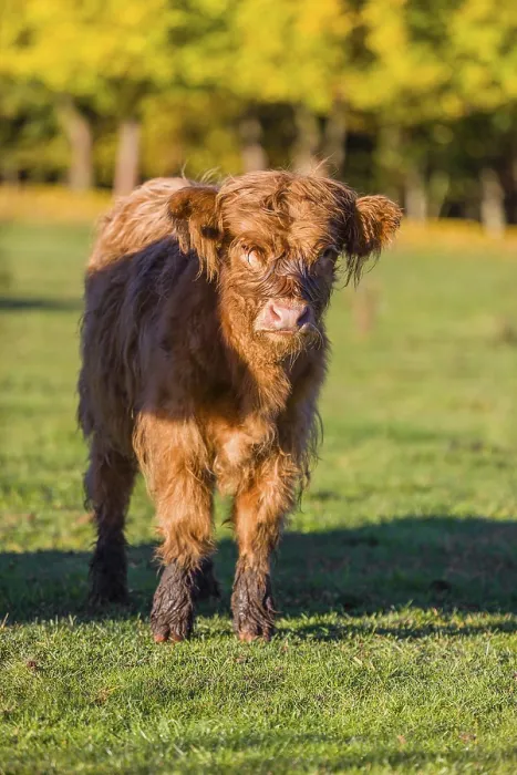 Framed Print : Portrait of a Highland calf (Bos primigenius taurus) in the first light of the day