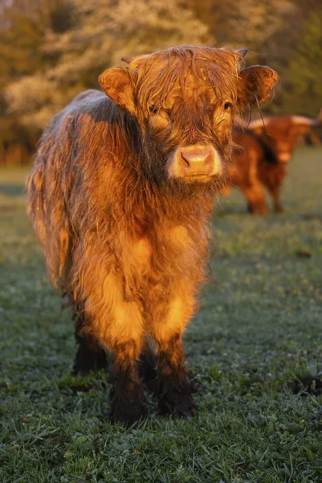 Framed Print : Portrait of a Highland calf (Bos primigenius taurus) in the first light of the day
