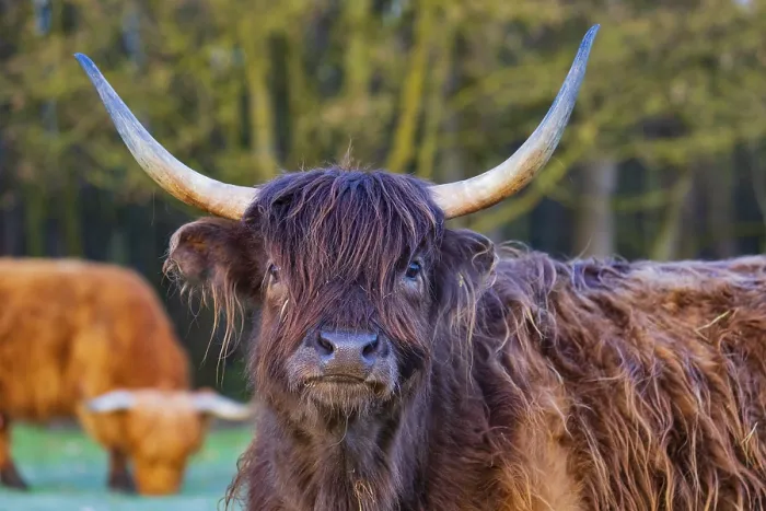 Framed Print : Portrait of a Highland cow (Bos (primigenius) taurus) Framed Print : Portrait of a Highland cow (Bos (primigenius) taurus)