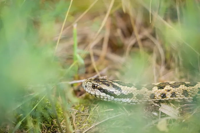 Framed Print : Portrait of a Hungarian meadow viper (Vipera ursinii rakosiensis) lying in tall grass Framed Print : Portrait of a Hungarian meadow viper (Vipera ursinii rakosiensis) lying in tall grass